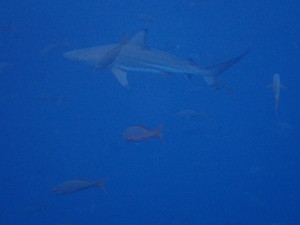 galapagos shark 