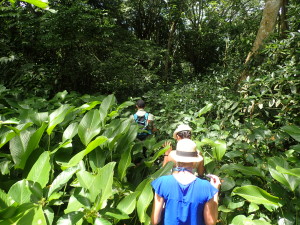 exploring the jungle