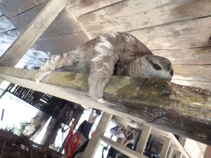 chilling sloth