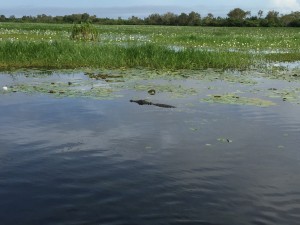 Salt Water Croc (Ginga)