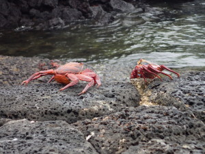 Up close crab