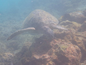 Sea Turtle on the move