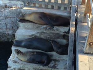staircase of sea lions