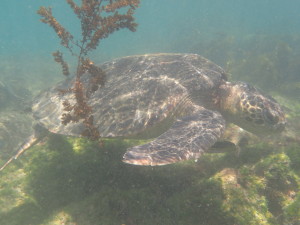 sea turtle 