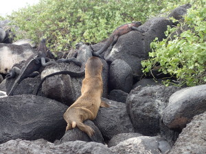 curious pup