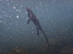 swimming iguana