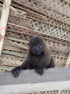 lil monkey