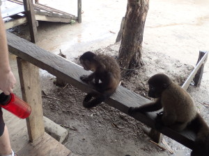 just monkeying around