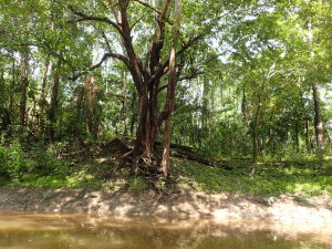 amazon river tree