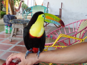 Toucci the toucan