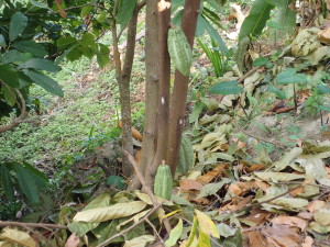 cocoa plants