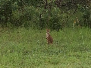 wallabie