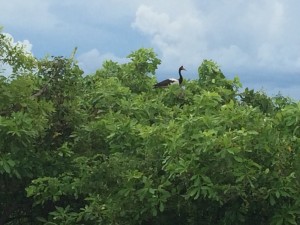 Magpie Goose