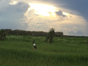 Jabiru Stork