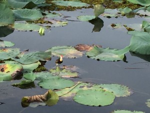 Jacana