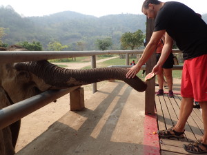 feeding elephants